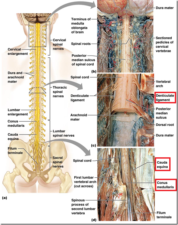 Organisation of Peripheral Nervous System & Spinal Cord